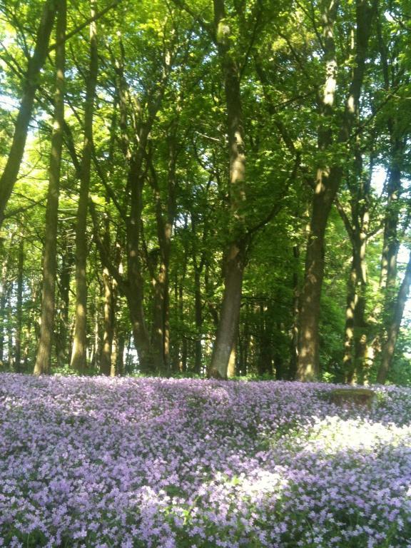 Thornton Lodge Aysgarth Zewnętrze zdjęcie
